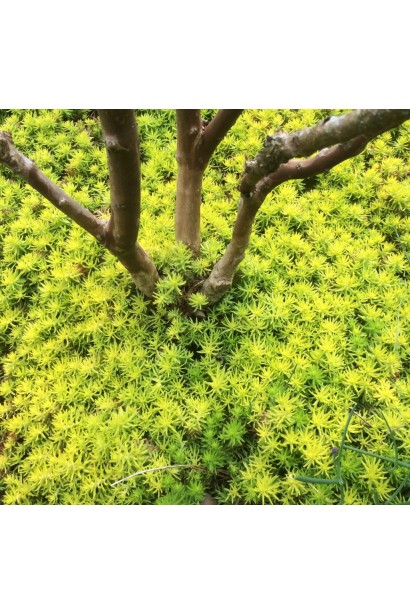 Сукулент Ангеліна золотисто-жовтий килим